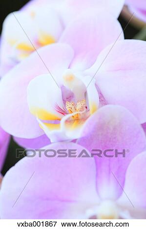 Pink orchid View Large Photo Image Stock Photo - Pink orchid. Fotosearch