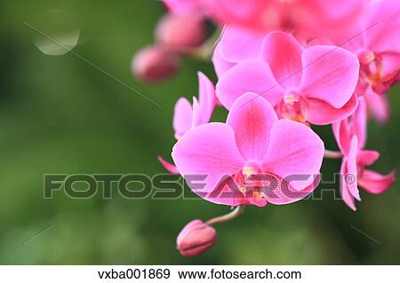Pink orchid View Large Photo Image Stock Photo - Pink orchid. Fotosearch