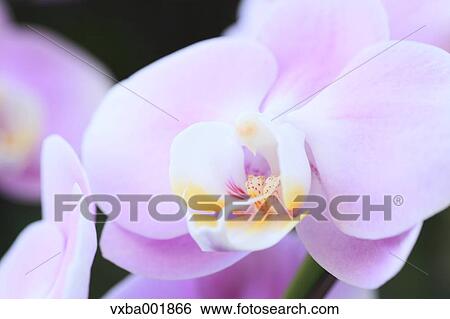 Pink orchid View Large Photo Image Stock Photograph - Pink orchid. Fotosearch