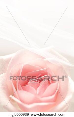 Stock Photo - Pink rose. Fotosearch