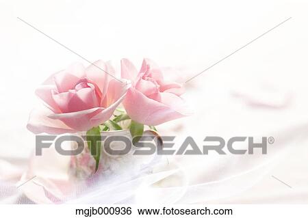 Stock Photograph - Pink roses in a cup. Fotosearch