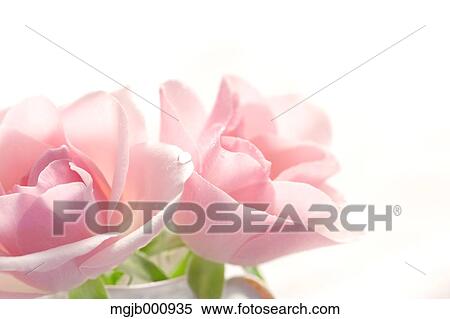 Stock Photography - Pink roses. Fotosearch