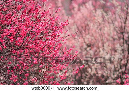 Stock Image - Plum blossoms. Fotosearch