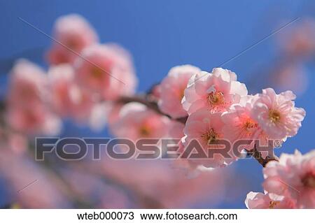 Stock Image - Plum blossoms. Fotosearch