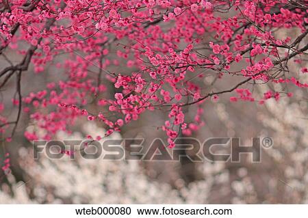 Stock Image - Plum blossoms. Fotosearch