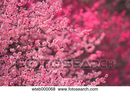 Stock Photo - Plum blossoms. Fotosearch