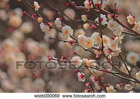 Stock Photo - Plum blossoms. Fotosearch