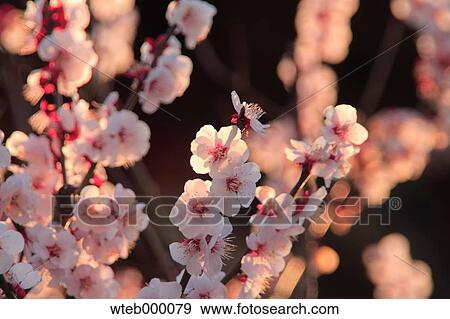 Stock Photo - Plum blossoms. Fotosearch