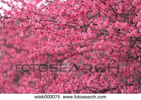 Stock Photography - Plum blossoms. Fotosearch