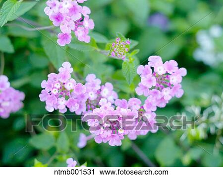 Purple lantana View Large Photo Image Stock Image - Purple lantana. Fotosearch