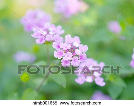 Purple lantana View Large Photo Image Stock Photography - Purple lantana. Fotosearch