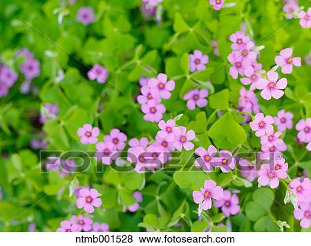 Purple Oxalis View Large Photo Image Stock Photo - Purple Oxalis. Fotosearch