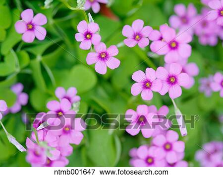 Purple Oxalis View Large Photo Image Stock Photo - Purple Oxalis. Fotosearch