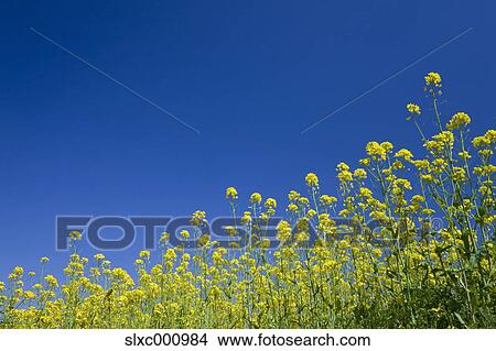 Picture - Rapeseed field, Nagano Prefecture. Fotosearch