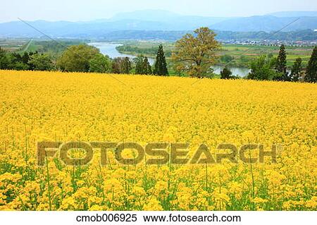 Rapeseed field, Nagano Prefecture View Large Photo Image Stock Photography - Rapeseed field, Nagano Prefecture. Fotosearch