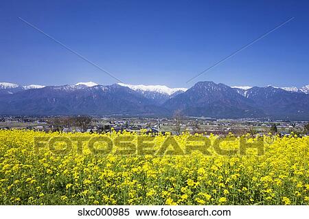 Stock Photography - Rapeseed field, Nagano Prefecture. Fotosearch