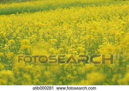 Rapeseed flowers View Large Photo Image Stock Image - Rapeseed flowers. Fotosearch