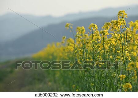 Rapeseed flowers View Large Photo Image Stock Image - Rapeseed flowers. Fotosearch