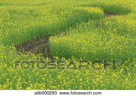 Rapeseed flowers View Large Photo Image Stock Image - Rapeseed flowers. Fotosearch