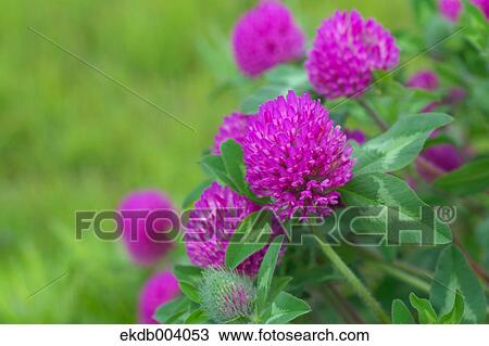 Red clover flowers View Large Photo Image Stock Image - Red clover flowers. Fotosearch