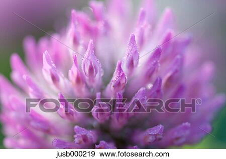 Red clover View Large Photo Image Stock Photo - Red clover. Fotosearch