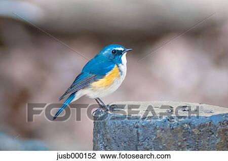Stock Image - Red-flanked Bluetail. Fotosearch