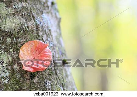 Red leaf on tree View Large Photo Image Stock Image - Red leaf on tree. Fotosearch