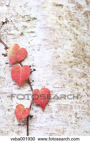 Stock Image - Red leaves on birch tree. Fotosearch