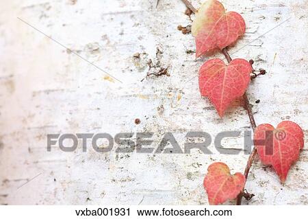 Red leaves on birch tree View Large Photo Image Stock Image - Red leaves on birch tree. Fotosearch