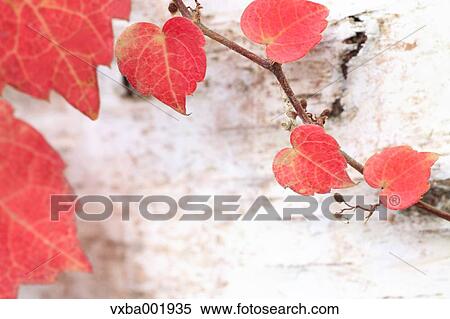 Stock Photography - Red leaves on birch tree. Fotosearch
