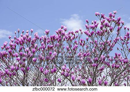 Red magnolia flowers and sky View Large Photo Image Stock Image - Red magnolia flowers and sky. Fotosearch
