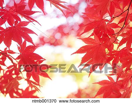 Red maple leaves View Large Photo Image Stock Image - Red maple leaves. Fotosearch