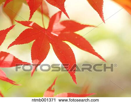 Red maple leaves View Large Photo Image Stock Image - Red maple leaves. Fotosearch