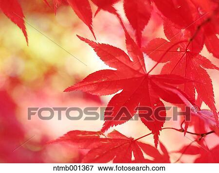 Stock Photo - Red maple leaves. Fotosearch
