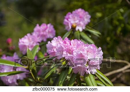 Stock Photography - Rhododendron flowers. Fotosearch
