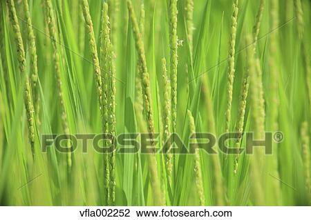 Rice ears View Large Photo Image Stock Image - Rice ears. Fotosearch