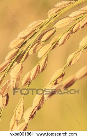 Rice ears View Large Photo Image Stock Image - Rice ears. Fotosearch
