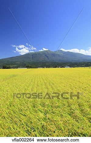 Rice field and Mt. Chokai, Yamagata prefecture View Large Photo Image Picture - Rice field and Mt. Chokai, Yamagata prefecture. Fotosearch