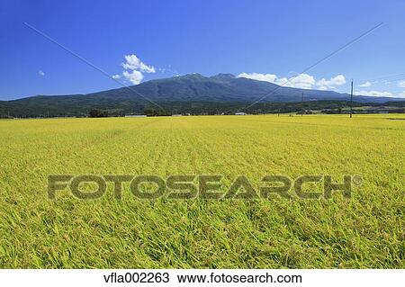 Rice field and Mt. Chokai, Yamagata prefecture View Large Photo Image Stock Image - Rice field and Mt. Chokai, Yamagata prefecture. Fotosearch