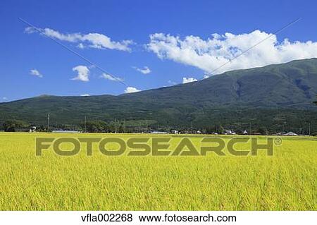 Rice field and Mt. Chokai, Yamagata prefecture View Large Photo Image Stock Photo - Rice field and Mt. Chokai, Yamagata prefecture. Fotosearch