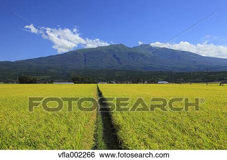 Rice field and Mt. Chokai, Yamagata prefecture View Large Photo Image Stock Photograph - Rice field and Mt. Chokai, Yamagata prefecture. Fotosearch
