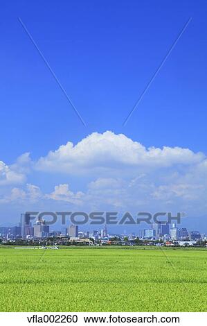 Rice field and Sendai cityscape, Miyagi Prefecture View Large Photo Image Stock Image - Rice field and Sendai cityscape, Miyagi Prefecture. Fotosearch