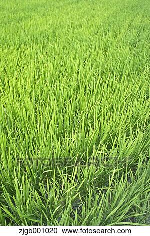 Stock Image - Rice paddy. Fotosearch