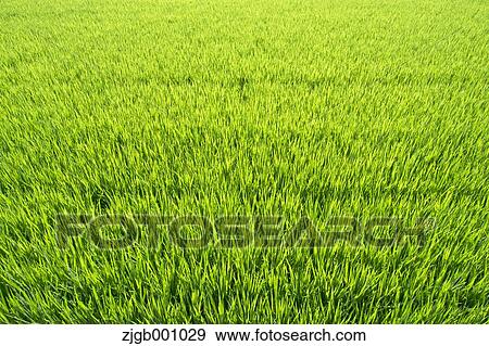 Rice paddy View Large Photo Image Stock Photo - Rice paddy. Fotosearch