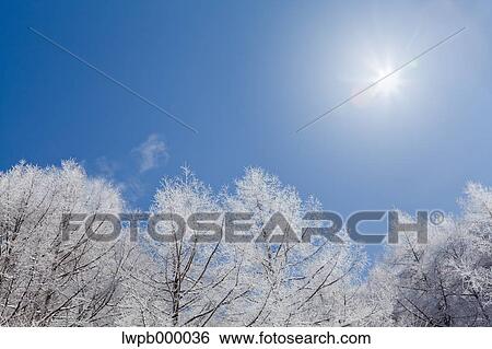 Rimed trees and sky, Nagano Prefecture View Large Photo Image Stock Photograph - Rimed trees and sky, Nagano Prefecture. Fotosearch