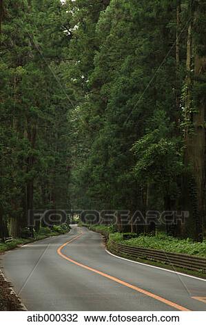 Road and cedar trees, Tochigi Prefecture View Large Photo Image Stock Image - Road and cedar trees, Tochigi Prefecture. Fotosearch