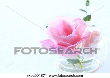Rose in glass cup View Large Photo Image Stock Image - Rose in glass cup. Fotosearch