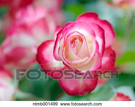 Rose View Large Photo Image Stock Photo - Rose. Fotosearch