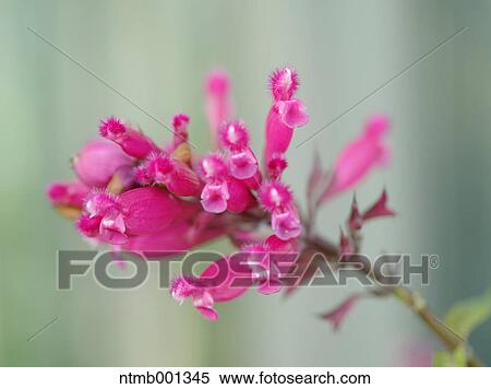 Roseleaf sage View Large Photo Image Stock Photography - Roseleaf sage. Fotosearch