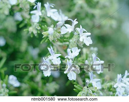 Rosemary View Large Photo Image Stock Image - Rosemary. Fotosearch